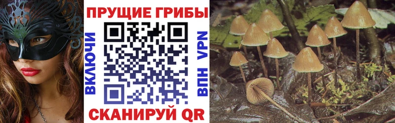 Псилоцибиновые грибы Psilocybe  Ессентукская 